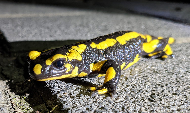 Feuersalamander, Salamandra salamandra terrestris